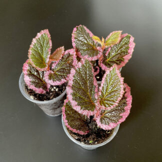 Begonia fulvovillosa mit flauschigen rosafarbenen Blättern für Terrarien