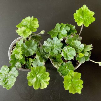 Doryopteris cordata mit tief gelappten Wedeln für Terrarium und tropische Pflanzensammlungen