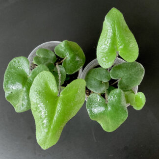 Hemionitis arifolia Herzfarn für Terrarium und tropische Pflanzensammlungen