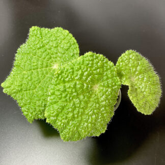 Begonia Stautdii mit strukturierter Blattoberfläche und feinen Borstenhaaren