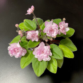 Saintpaulia Lituanika mit gefüllten rosa Blüten und buschigem Wuchs