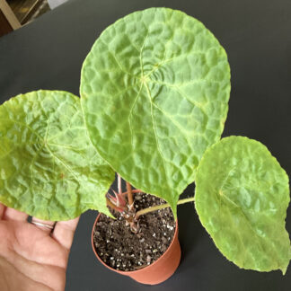 Begonia phuthoensis mit großen rundlichen Blättern und auffälliger Blattstruktur
