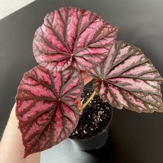 Begonia Malaysia mit großen rosa Blättern und dunkler Blattzeichnung