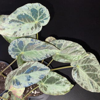Begonia burkillii mit blau irisierenden Blättern seltene Terrarium Begonie