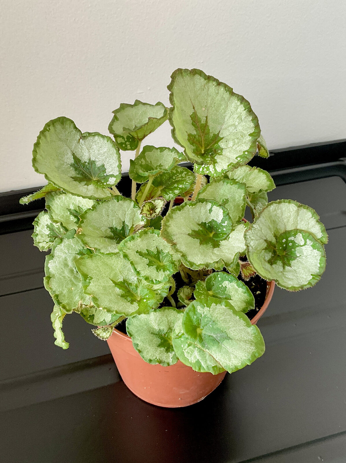 Begonia Rex Namur mit hellgrünen Blättern und dunkler Blattmitte
