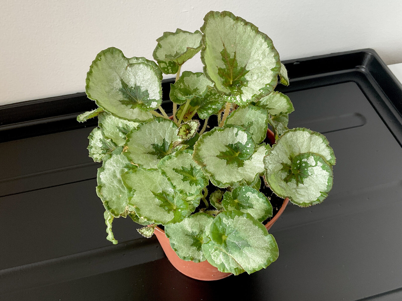 Begonia Rex Namur mit hellgrünen Blättern und dunkler Blattmitte