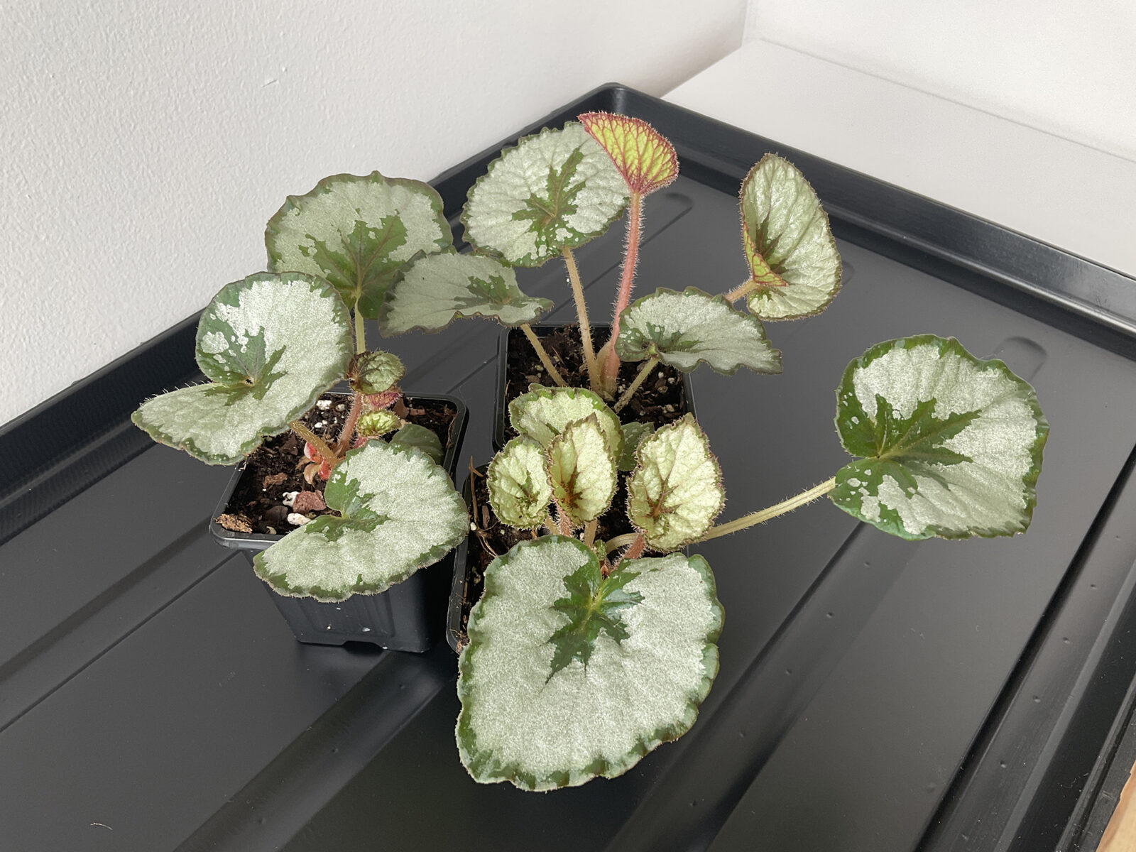 Begonia Rex Namur mit hellgrünen Blättern und dunkler Blattmitte