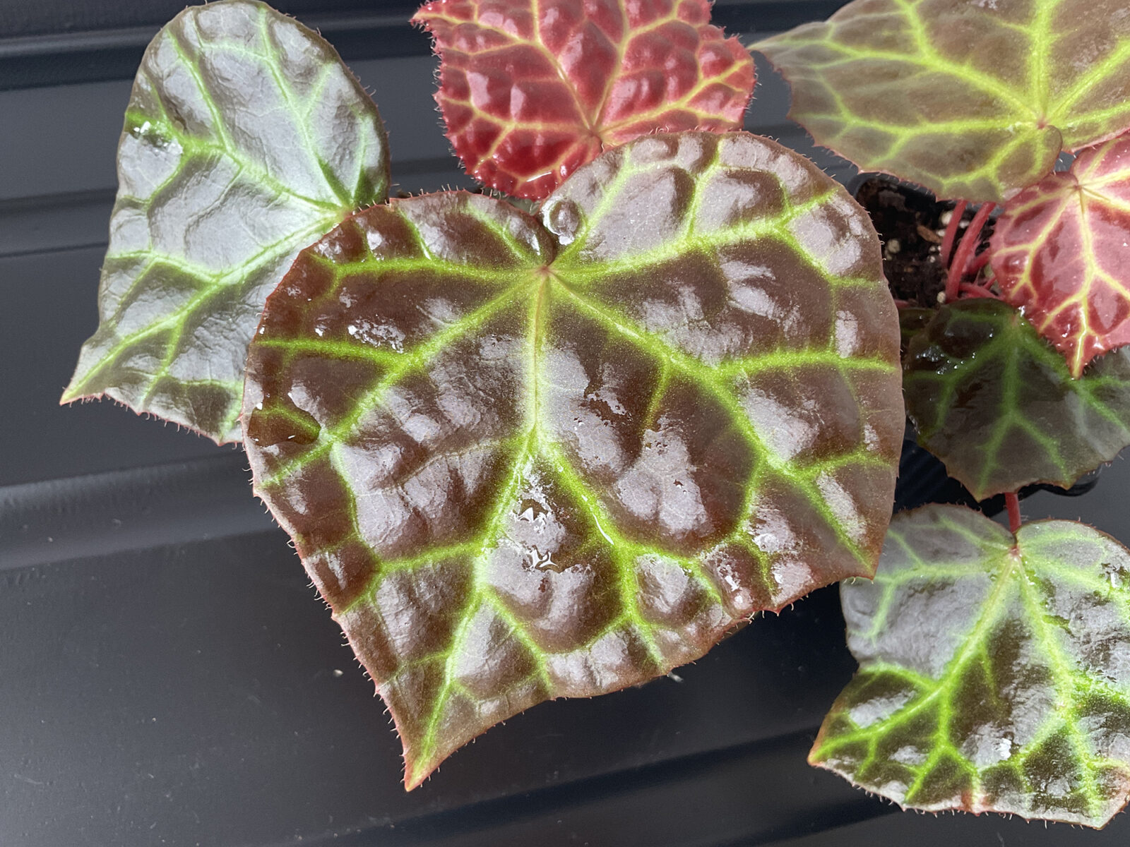 Begonia Rajah mit glänzenden Blättern und leuchtend grünen Blattadern