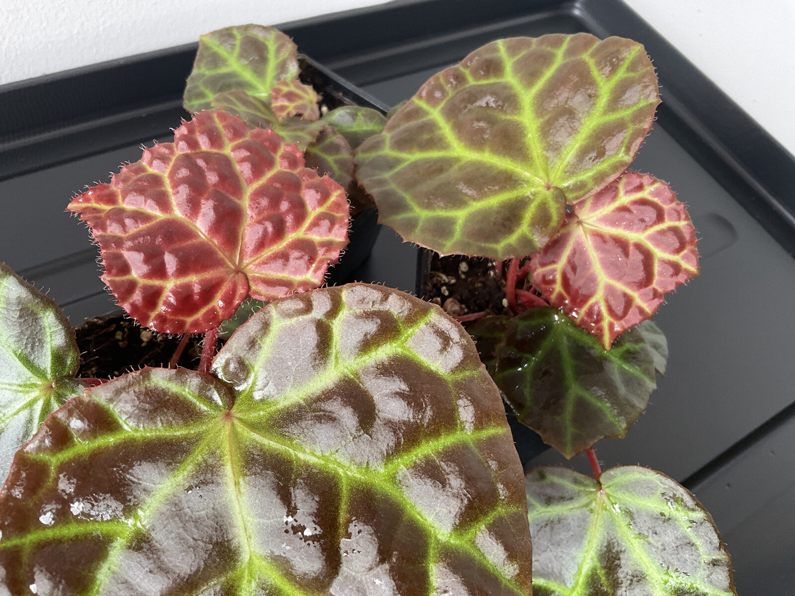 Begonia Rajah mit glänzenden Blättern und leuchtend grünen Blattadern