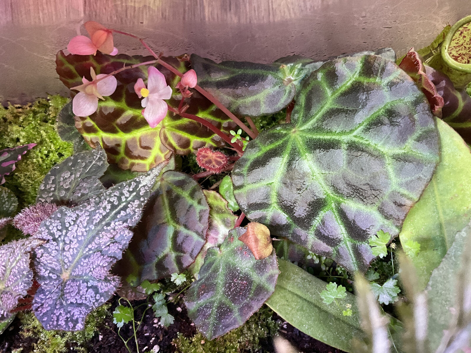 Begonia Rajah mit glänzenden Blättern und leuchtend grünen Blattadern