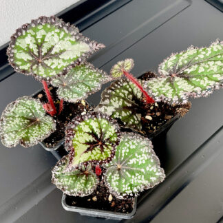 Begonia DS-Fairytale mit weißen Sprenkeln und rosa Blattrand
