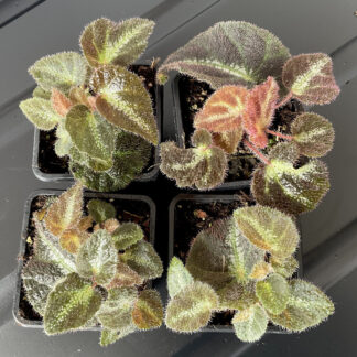 Begonia locii mit länglichen behaarten Blättern und hellem Mittelstreifen