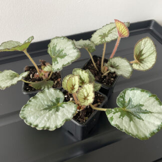 Begonia Rex Namur mit hellgrünen Blättern und dunkler Blattmitte