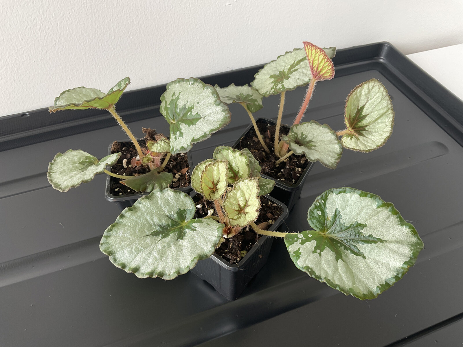 Begonia Rex Namur mit hellgrünen Blättern und dunkler Blattmitte