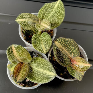 Anoectochilus formosanus x burmanicus Juwelorchidee mit gemusterten Blättern