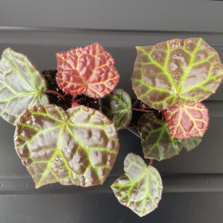 Begonia Rajah mit glänzenden Blättern und leuchtend grünen Blattadern