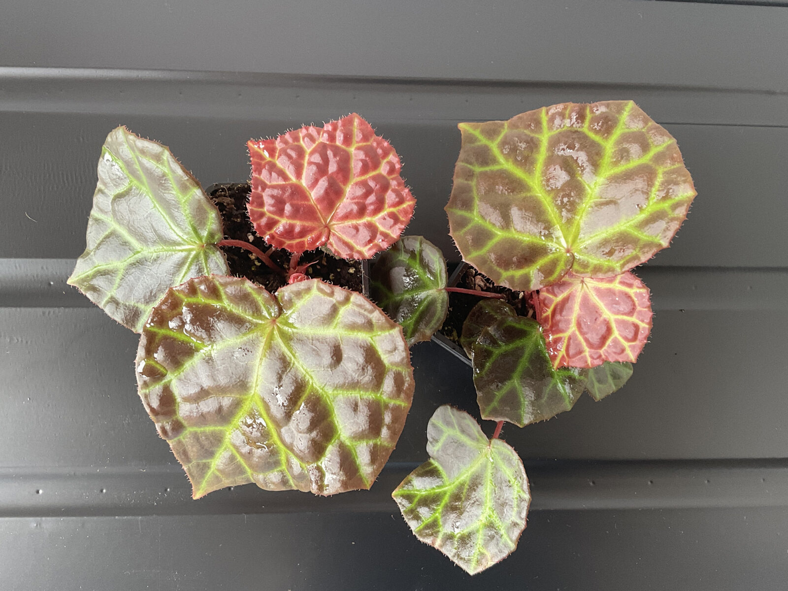 Begonia Rajah mit glänzenden Blättern und leuchtend grünen Blattadern