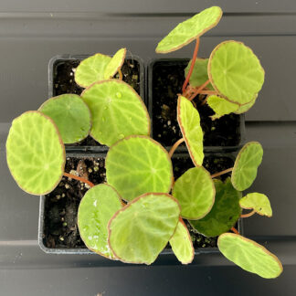 Begonia scapigera mit rundlichen hellgrünen Blättern für tropische Terrarien