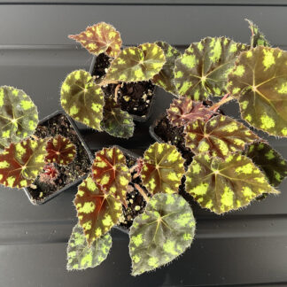 Begonia Tiger mit braunen Blättern und leuchtend grünen Flecken