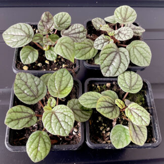 Peperomia Burbella mit strukturierten gemusterten Blättern für Terrarien