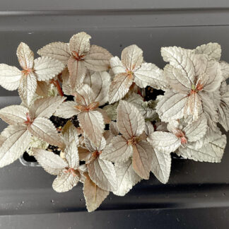 Pilea Ellen mit silbernen Blättern als tropische Terrariumpflanze
