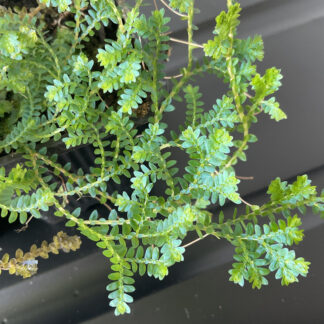 Selaginella uncinata blau schimmernder Bodendecker für tropische Terrarien