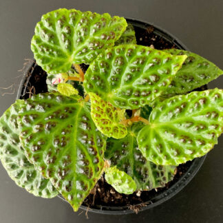 Begonia dracopelta mit grünen reliefartigen Blättern und bronze-braunen Erhebungen