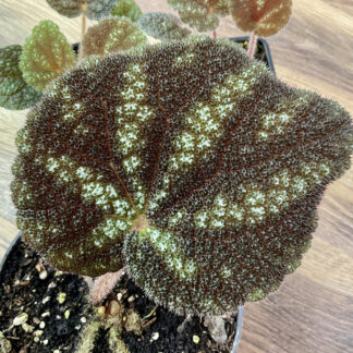 Begonia kui mit dunklen strukturierten Blättern und hellgrüner Zeichnung