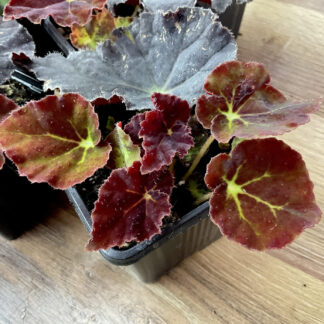 Begonia Madame O'Reilly mit dunkel burgunderroten behaarten Blättern
