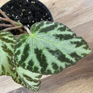 Begonia Silver Jewel mit silbergrünen Blättern und dunkelgrüner Zeichnung