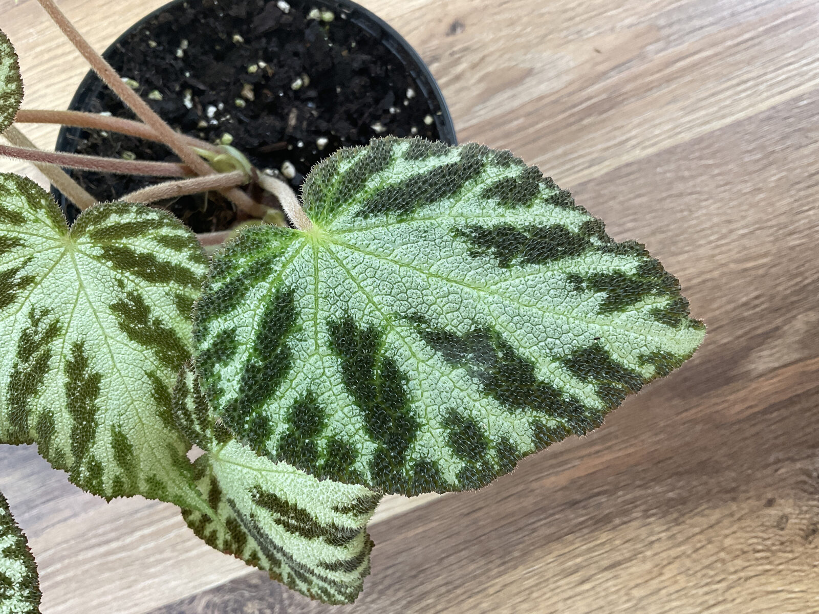 Begonia Silver Jewel mit silbergrünen Blättern und dunkelgrüner Zeichnung