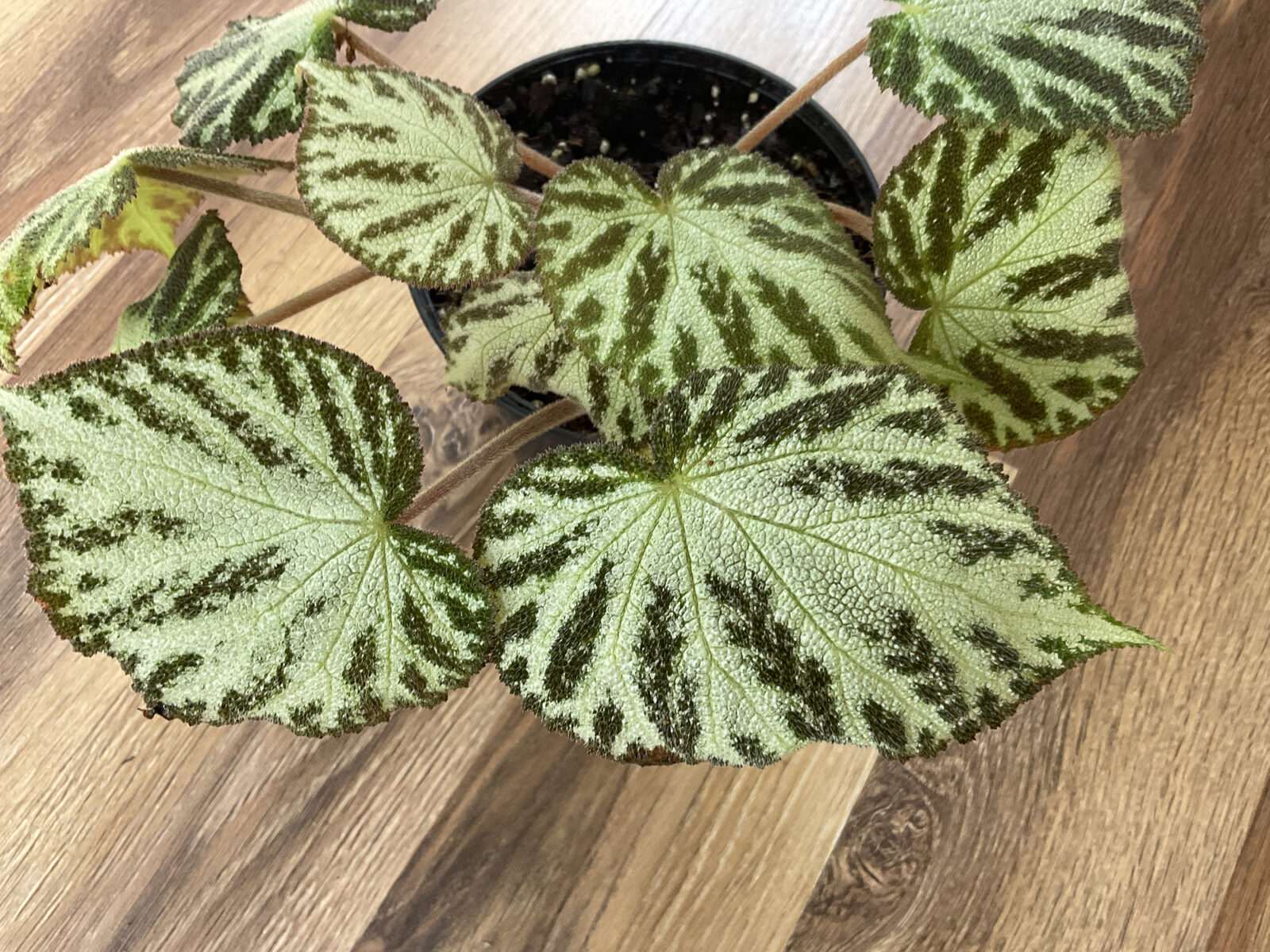 Begonia Silver Jewel