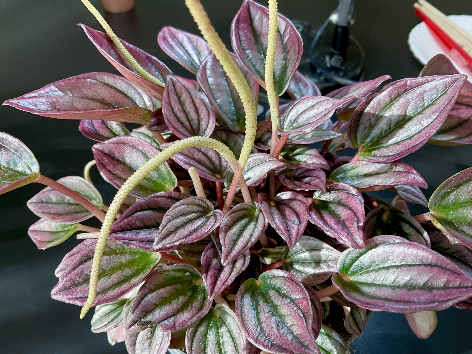 Peperomia Cayenne