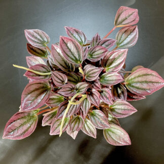 Peperomia Cayenne mit rosa silbernen metallisch schimmernden Blättern