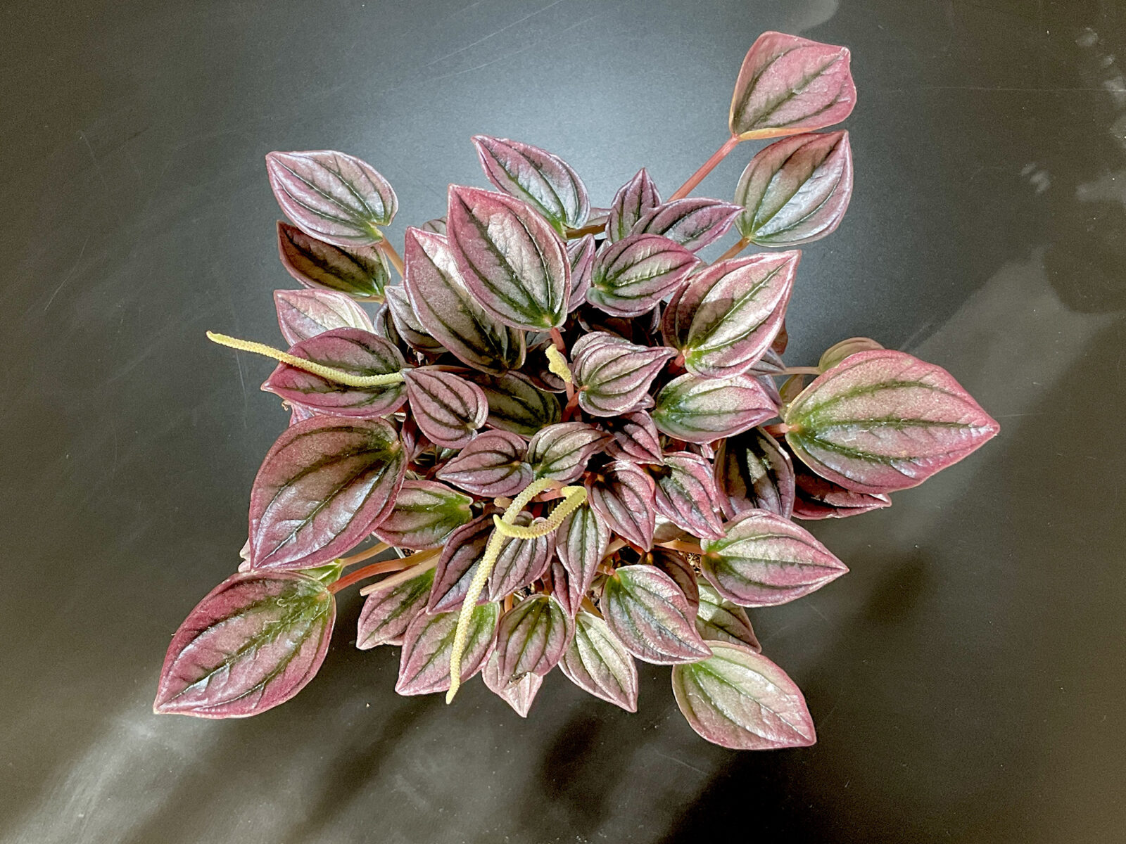 Peperomia Cayenne mit rosa silbernen metallisch schimmernden Blättern