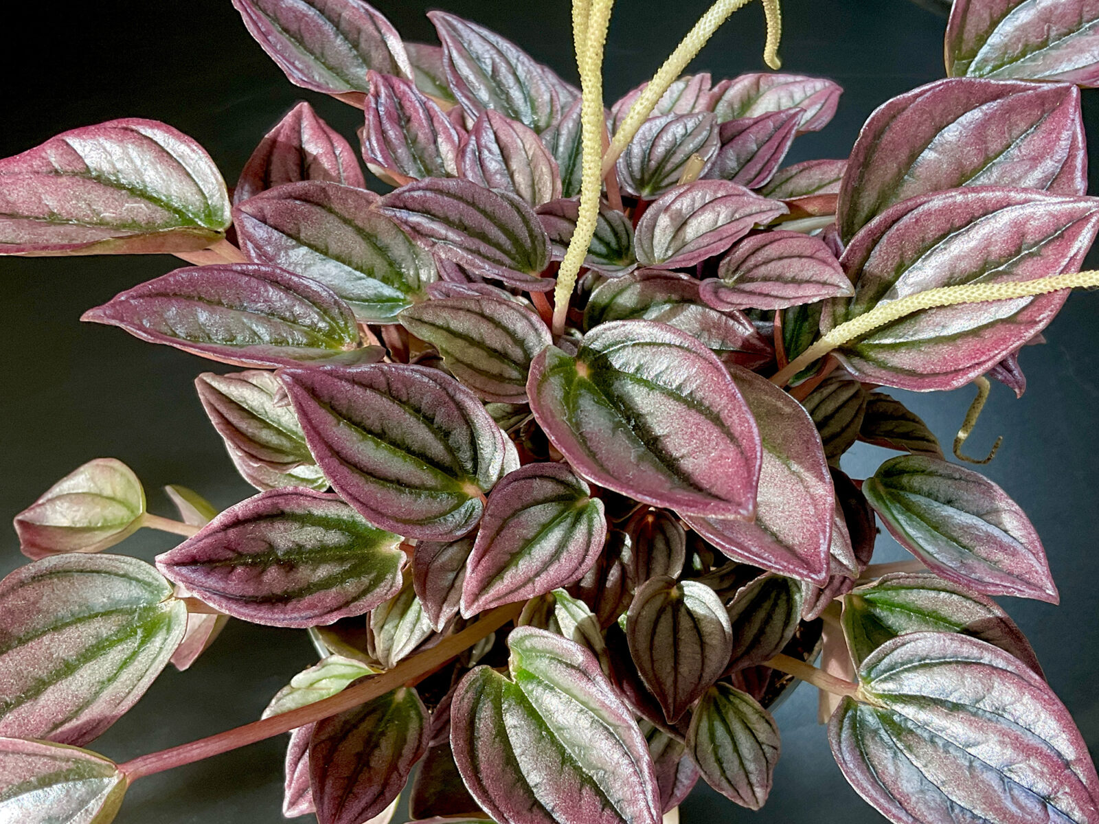Peperomia Cayenne