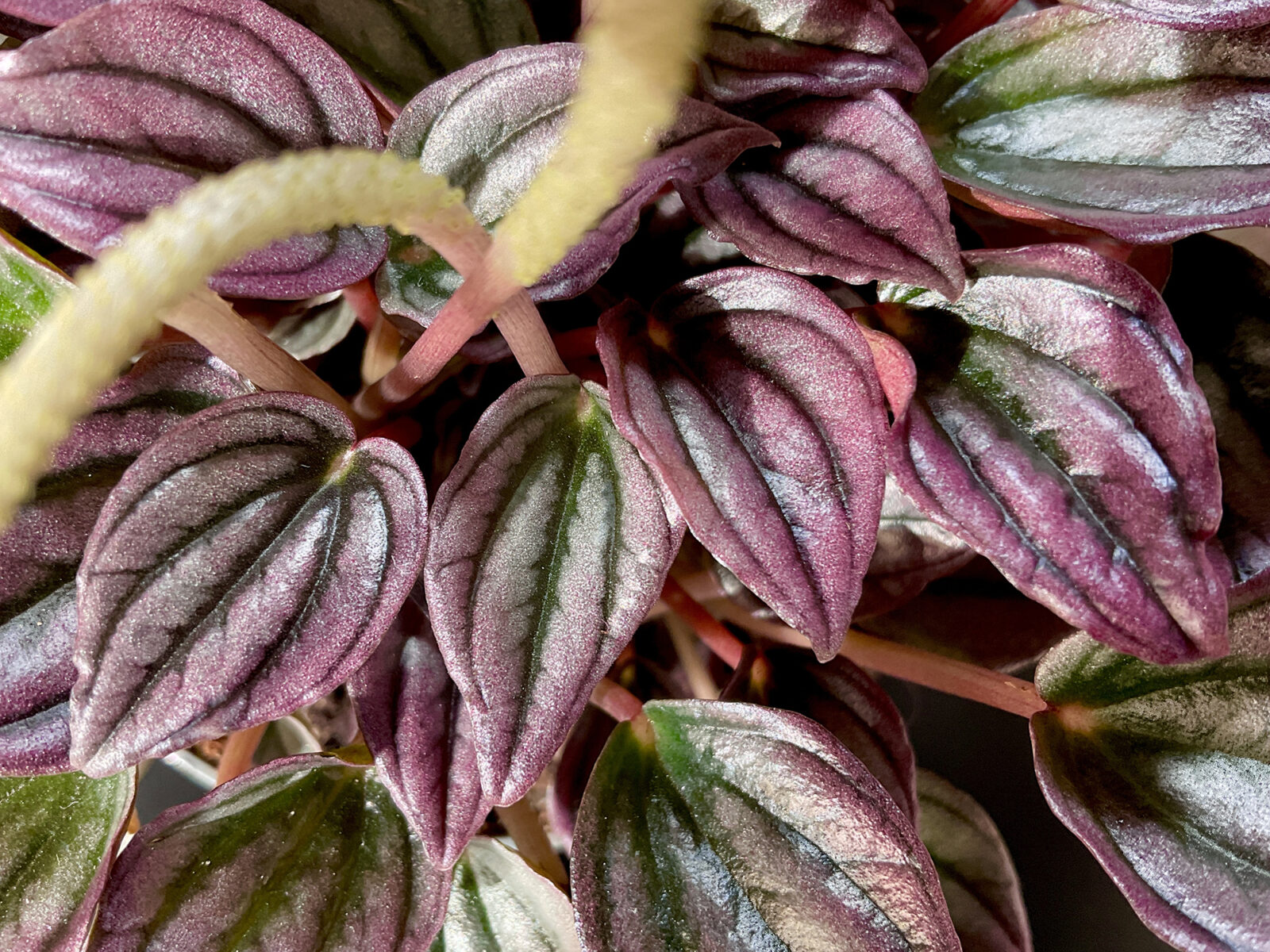 Peperomia Cayenne