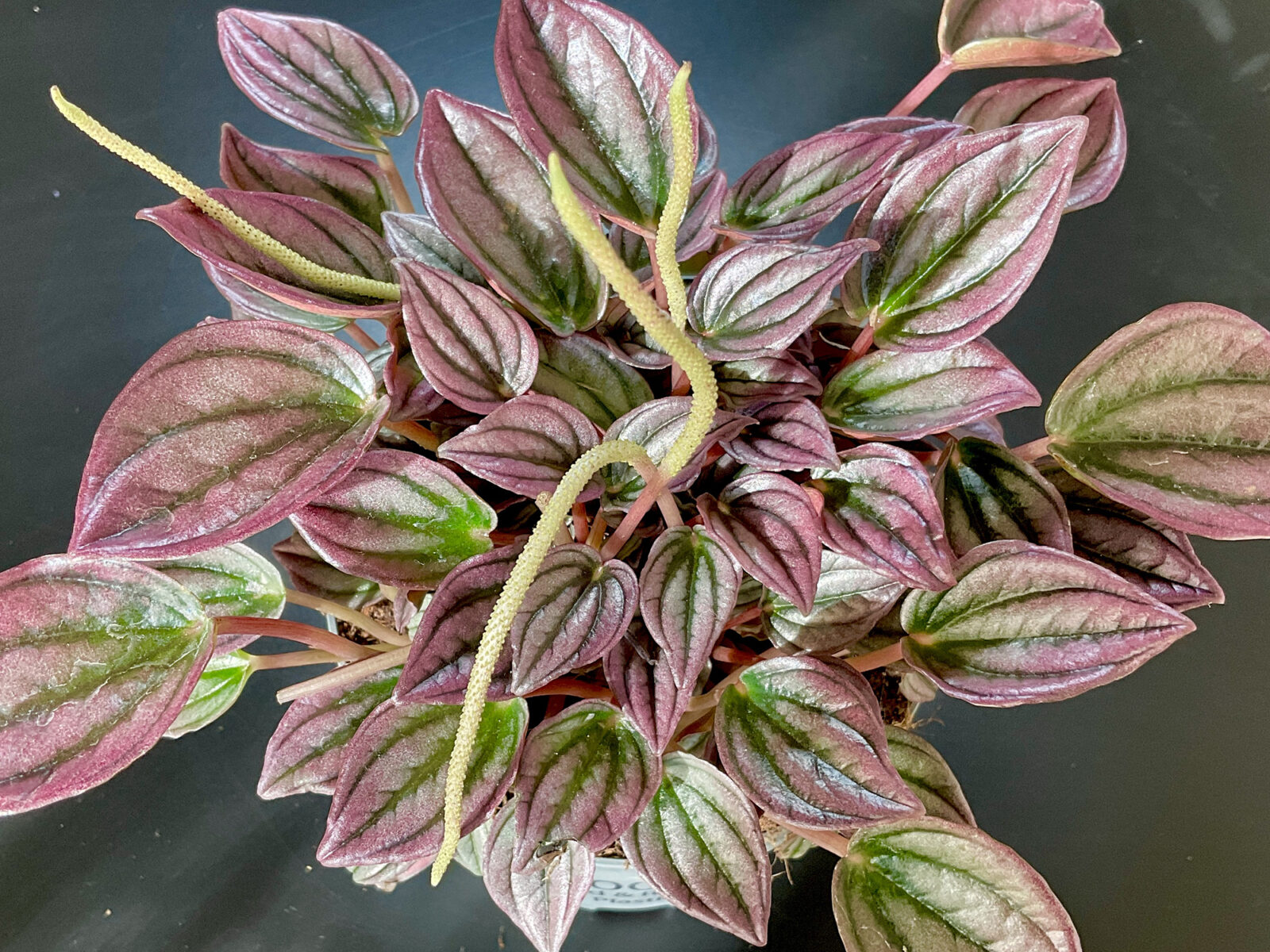 Peperomia Cayenne