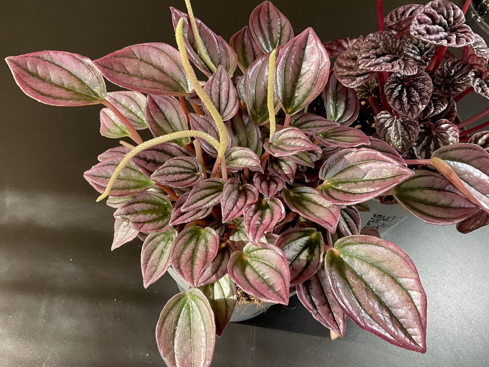 Peperomia Cayenne
