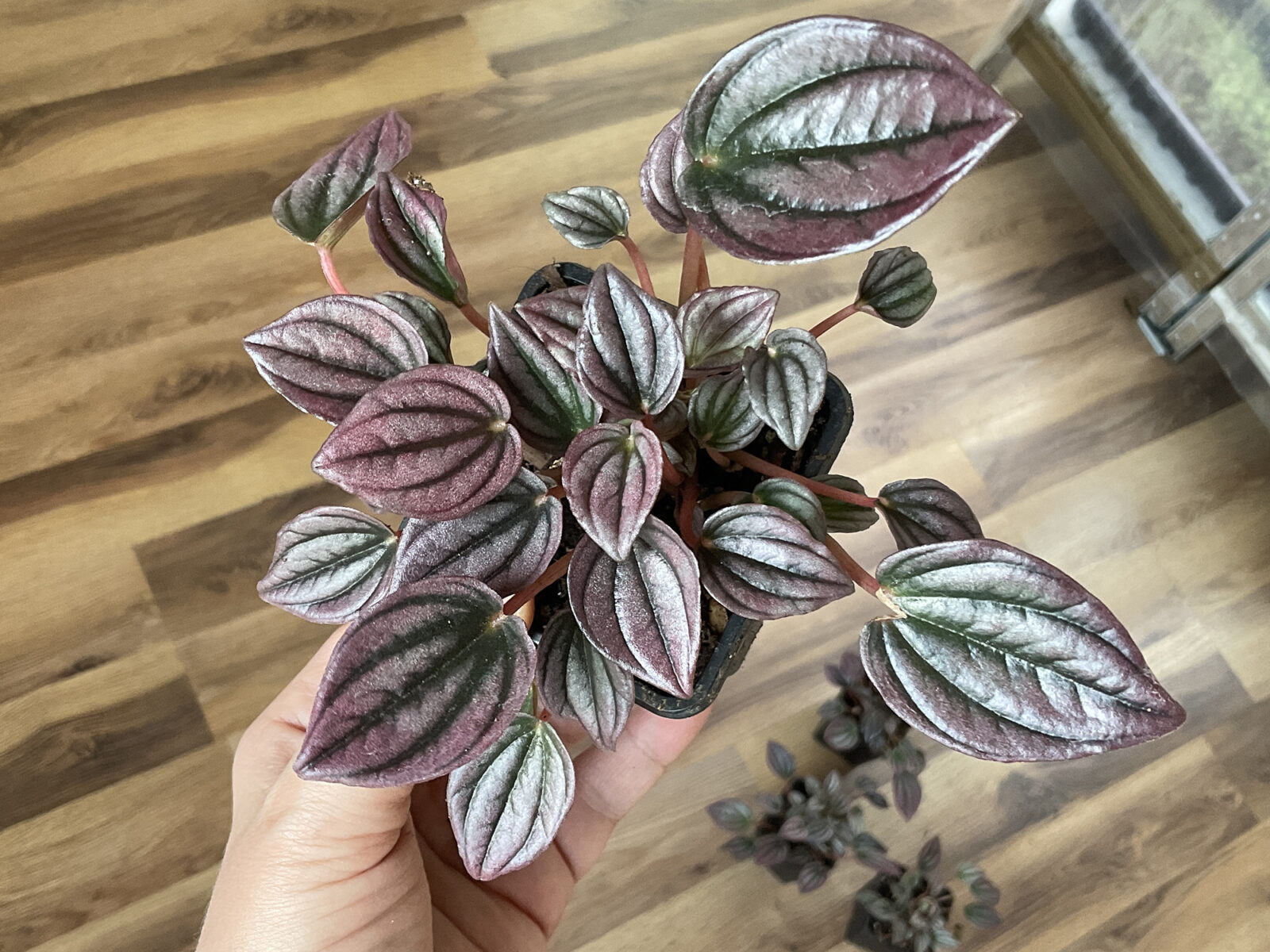 Peperomia Cayenne